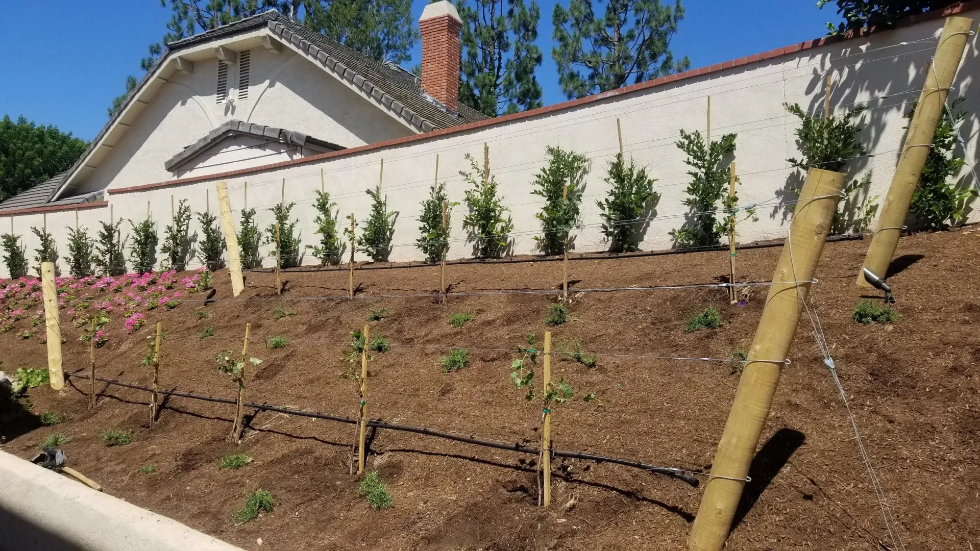 Newly planted small trees and shrubs on a sloped garden bed, supported by stakes, near a white wall and house.