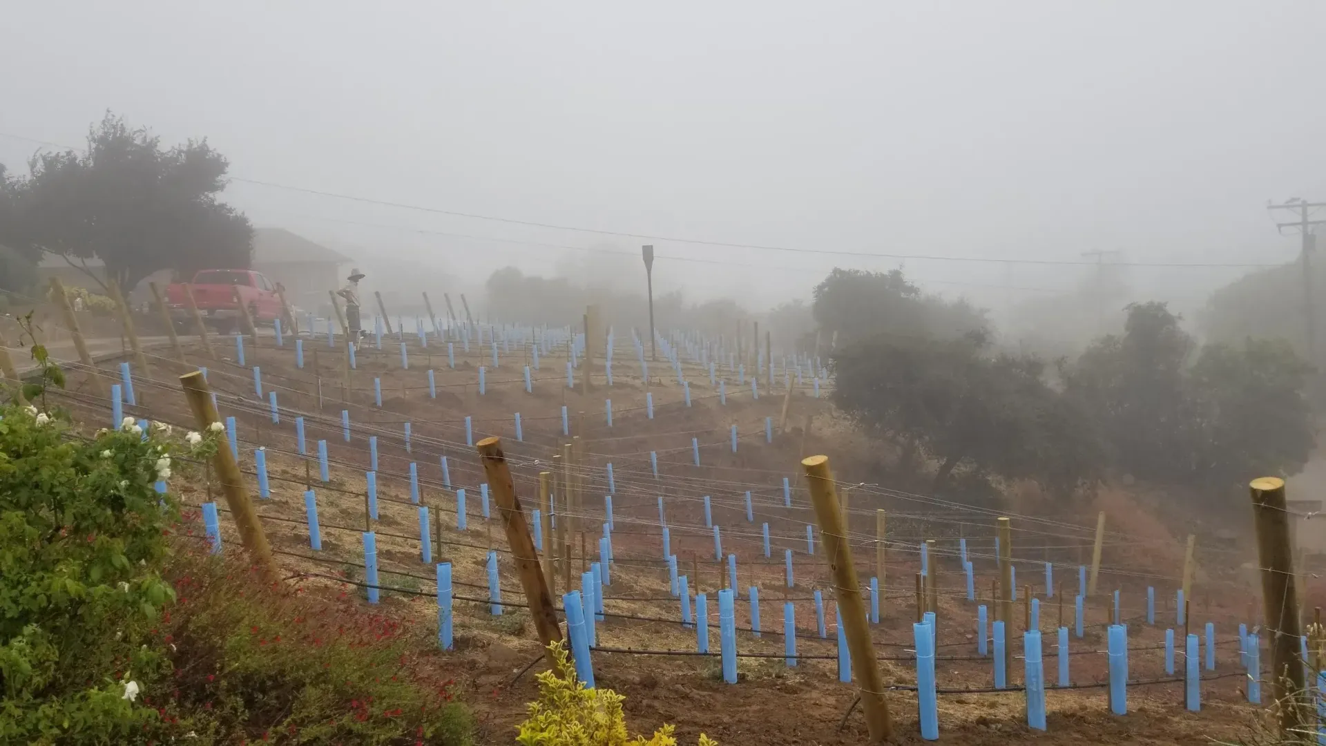 Vineyard on a foggy hillside, with young vines protected by blue tubes and wooden stakes.