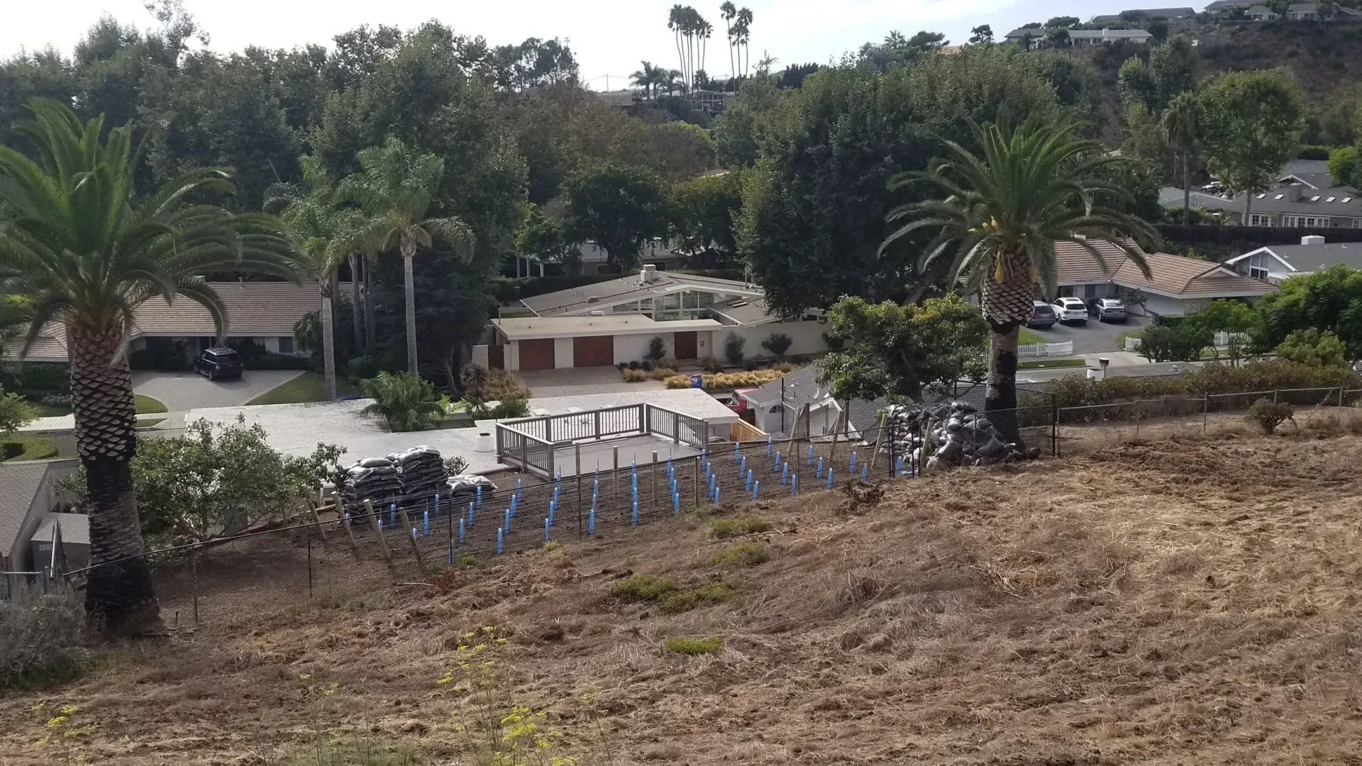 View of buildings, palm trees, and parked cars on a hillside with dry, brown vegetation.