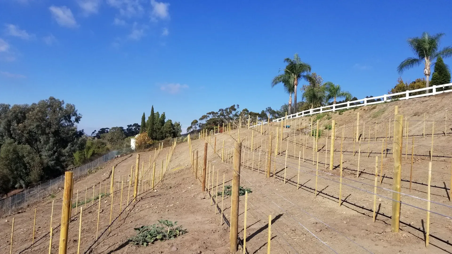 Vineyard on a hillside with rows of young grape vines and wooden stakes under a blue sky.