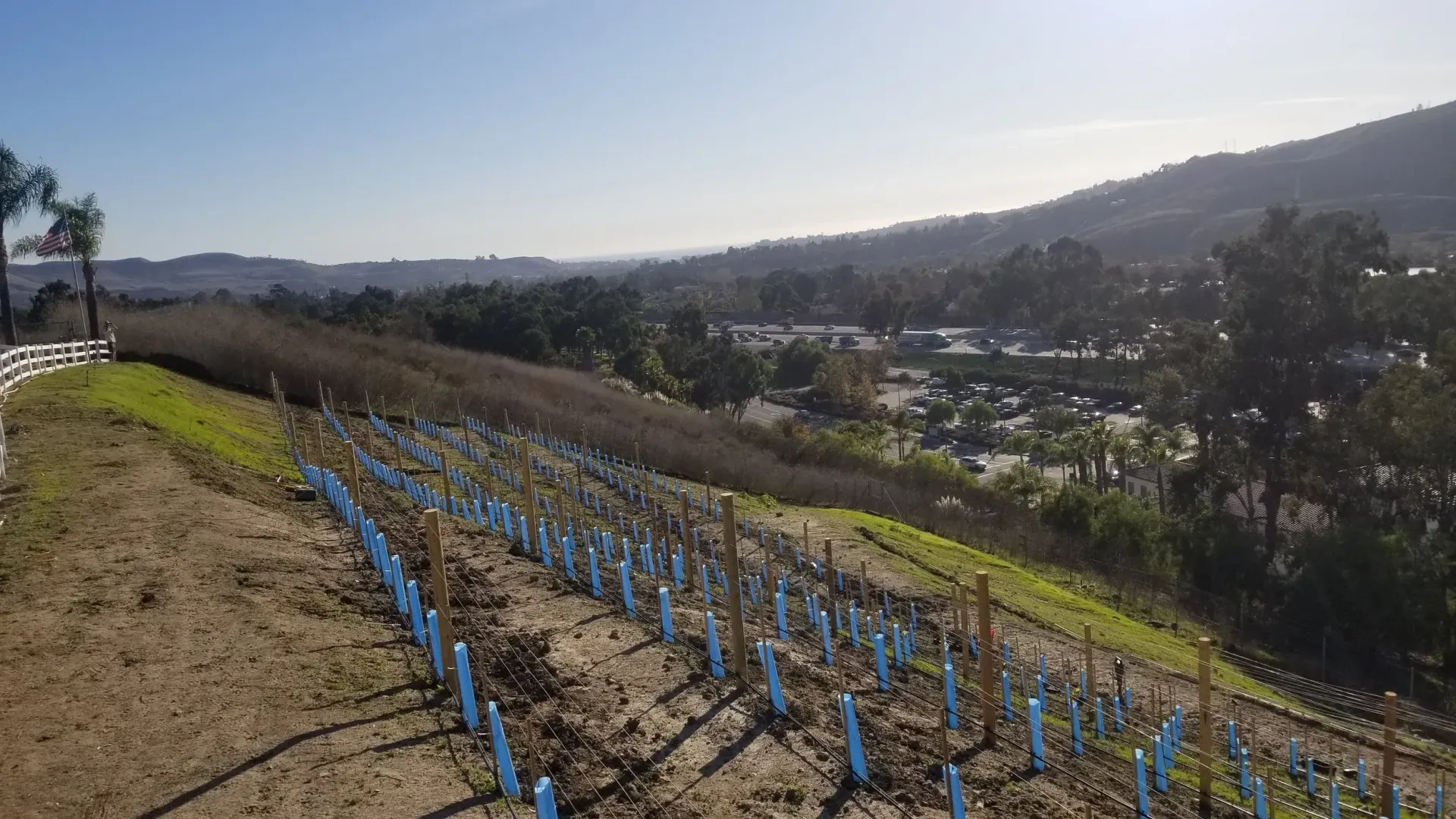 Vineyard on a hillside with blue protective sleeves at the base of bare grape vines, with a distant valley and mountains.