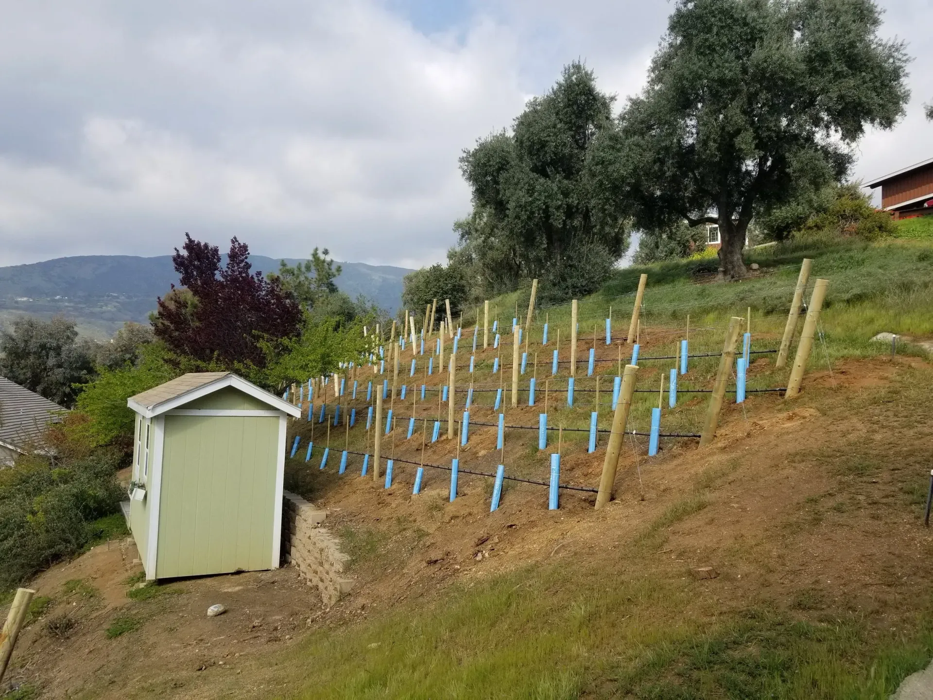 A hillside vineyard with young grapevines protected by blue tubes, a shed, and trees under a cloudy sky.