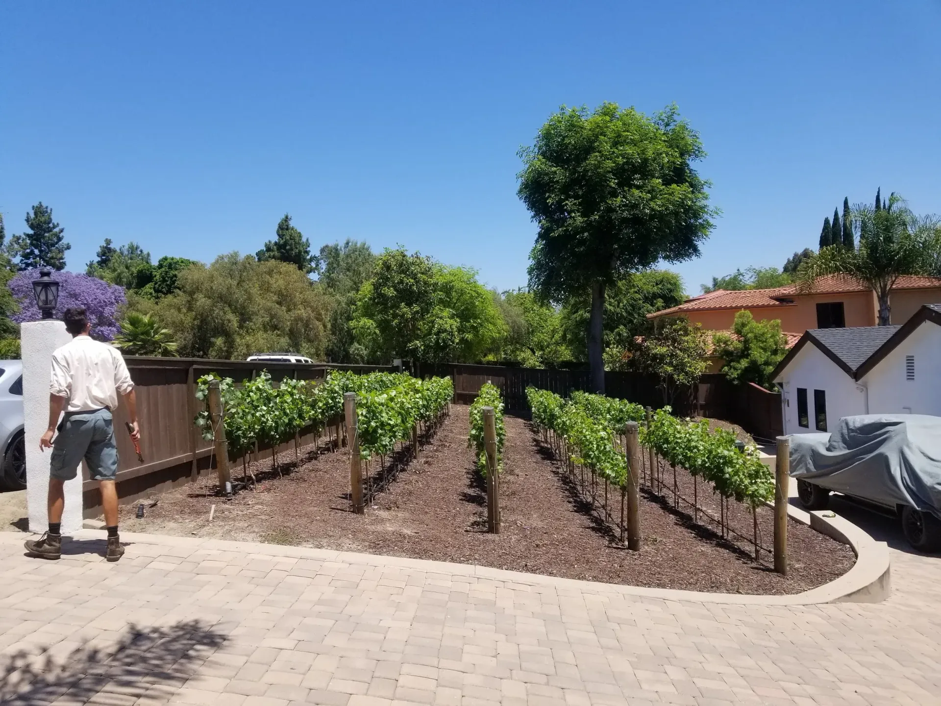 Man walks past a small vineyard with rows of grapevines in front of a fence and house. Bright, sunny day.