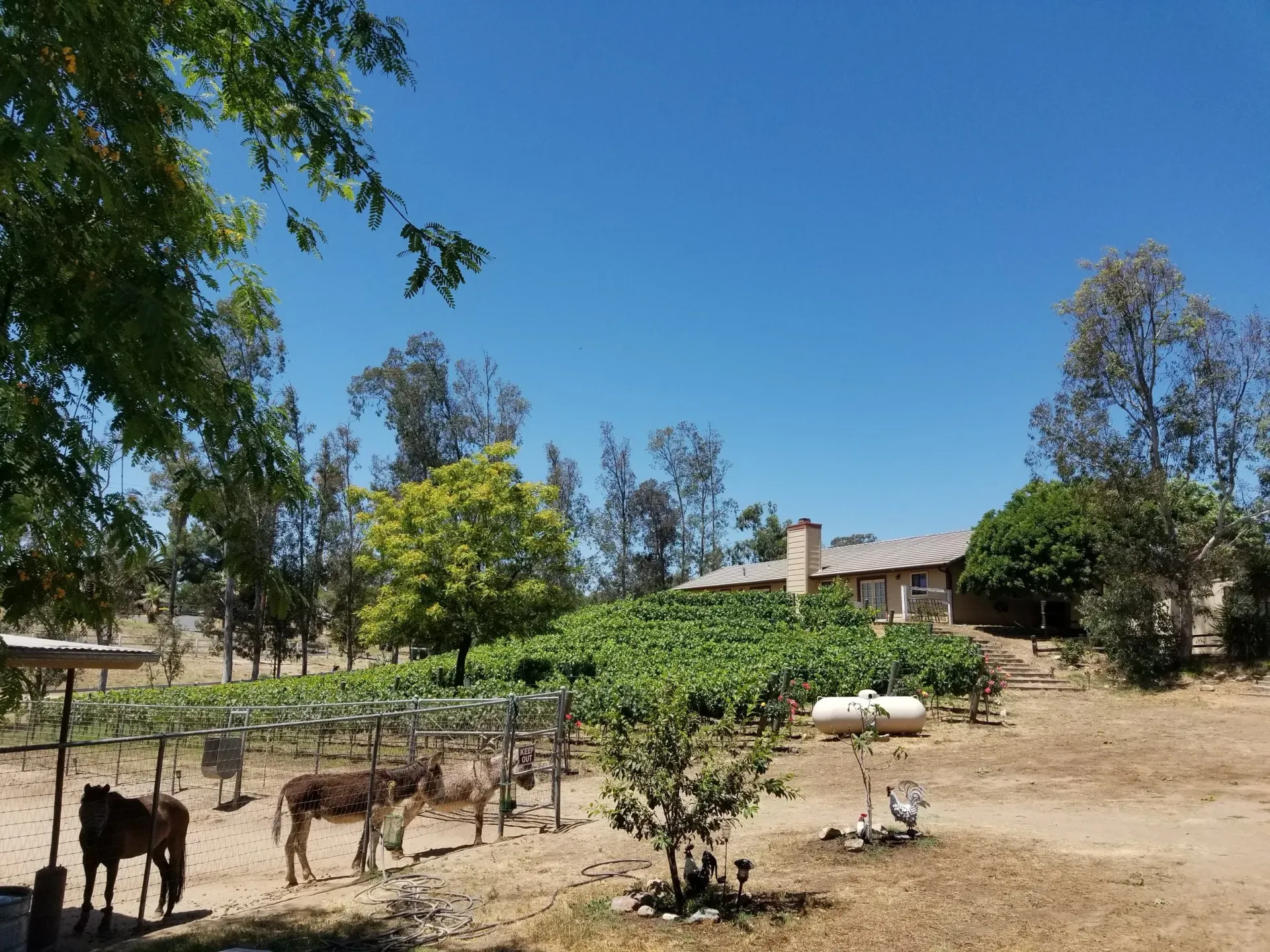 Donkeys graze in a sunlit vineyard, house in the background under a blue sky.