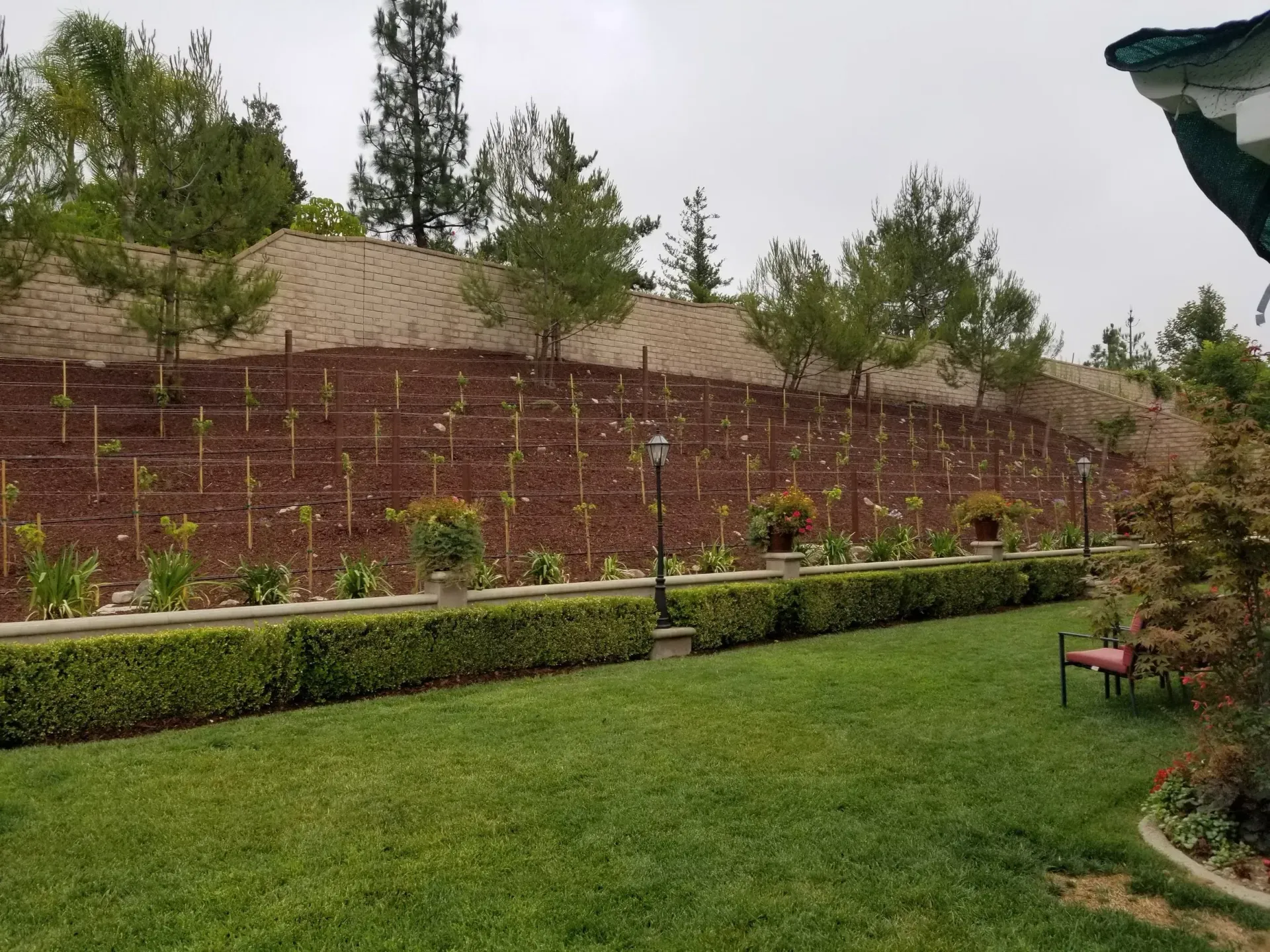 Green lawn with trimmed hedges in front of a hillside covered with trees and brown mulch.