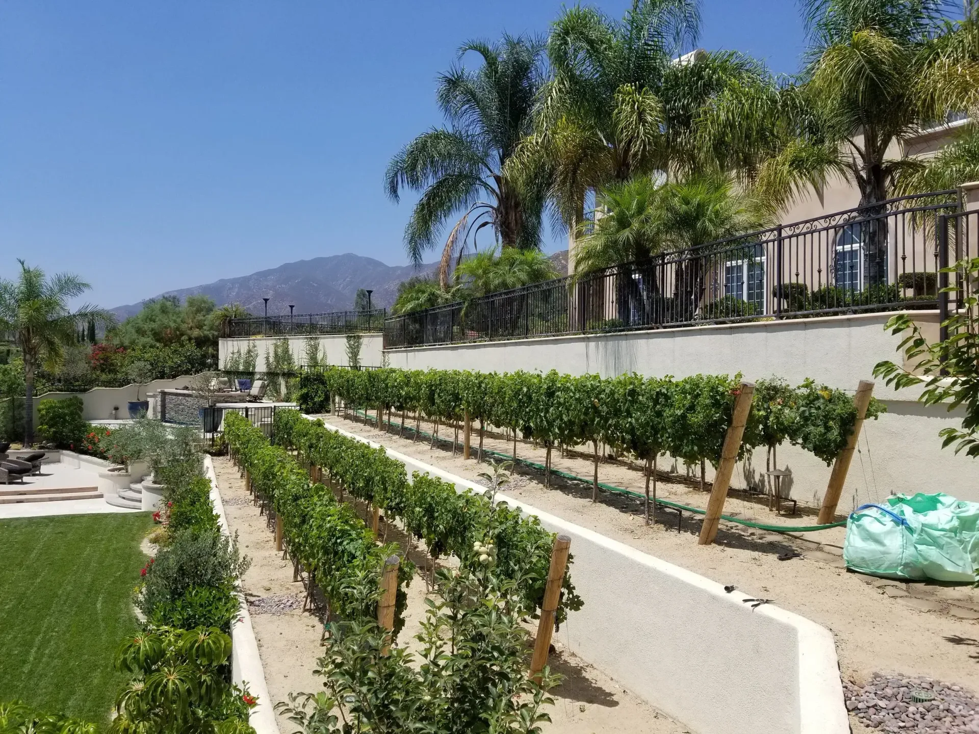 Vineyard with rows of grapevines, supported by wooden posts, on a hillside with blue sky and mountains in background.