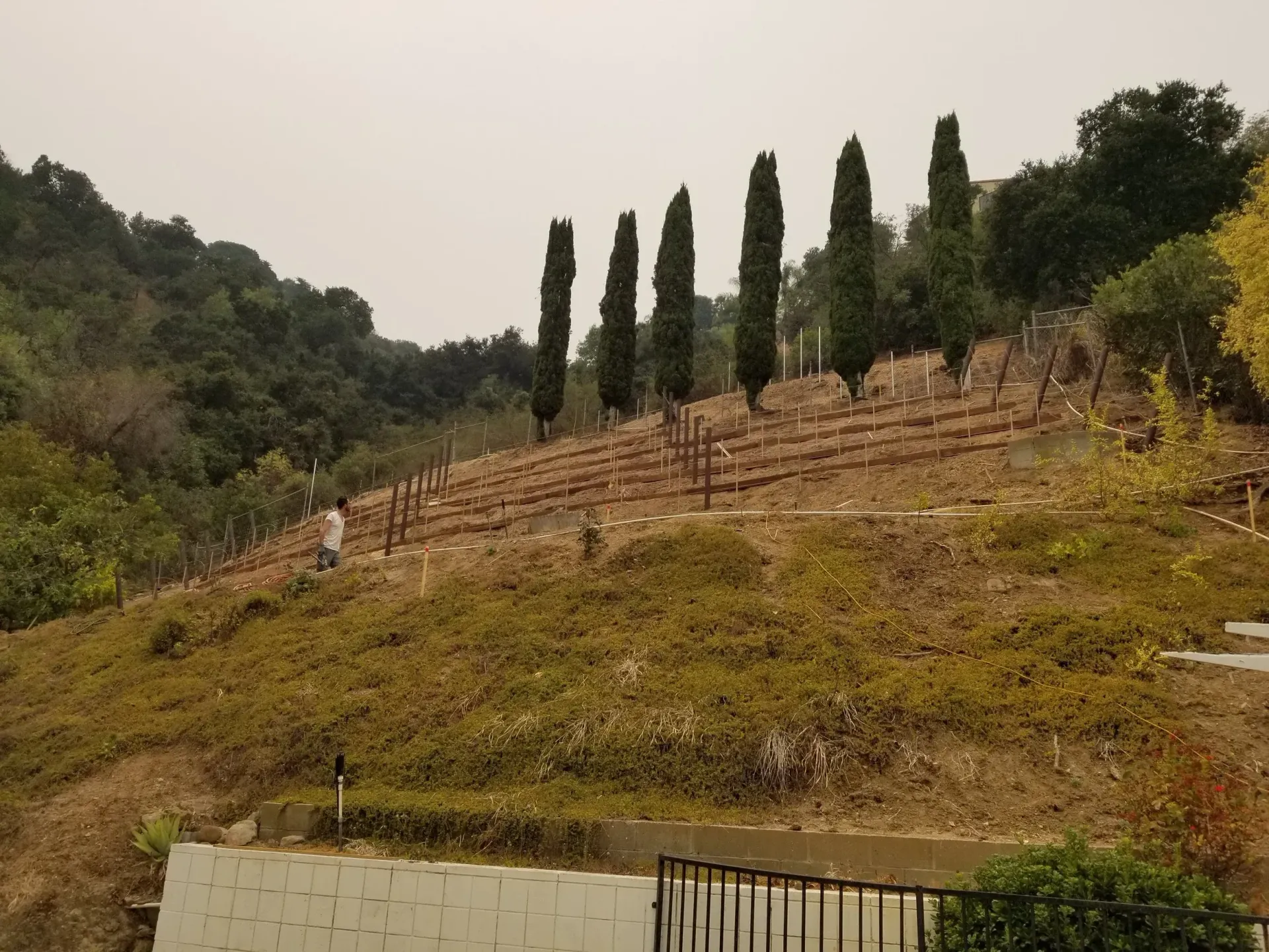 Vineyard on a hillside with rows of vines, tall trees, and a person.