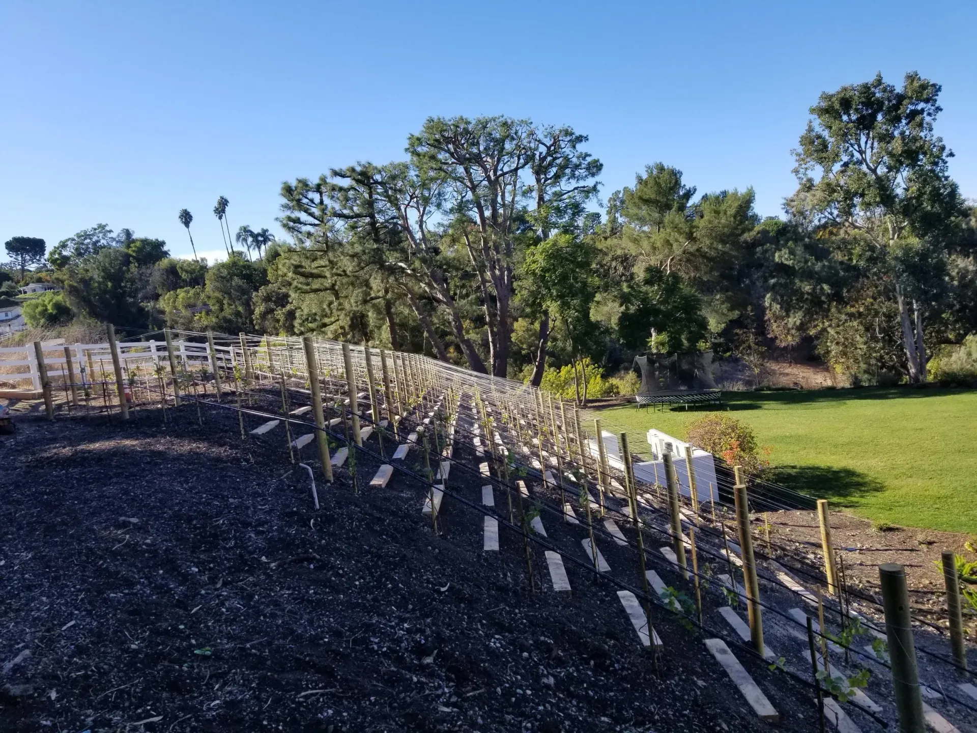 Row of freshly planted saplings, wooden stakes, and a fence, with trees and green grass in the background.