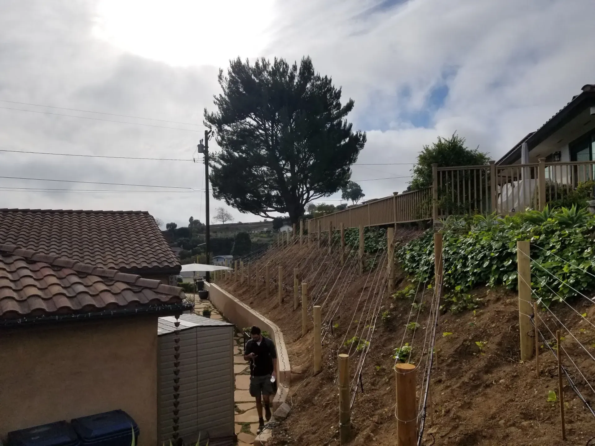 Person walks along a path bordered by a hillside vineyard and a house. Cloudy sky overhead.