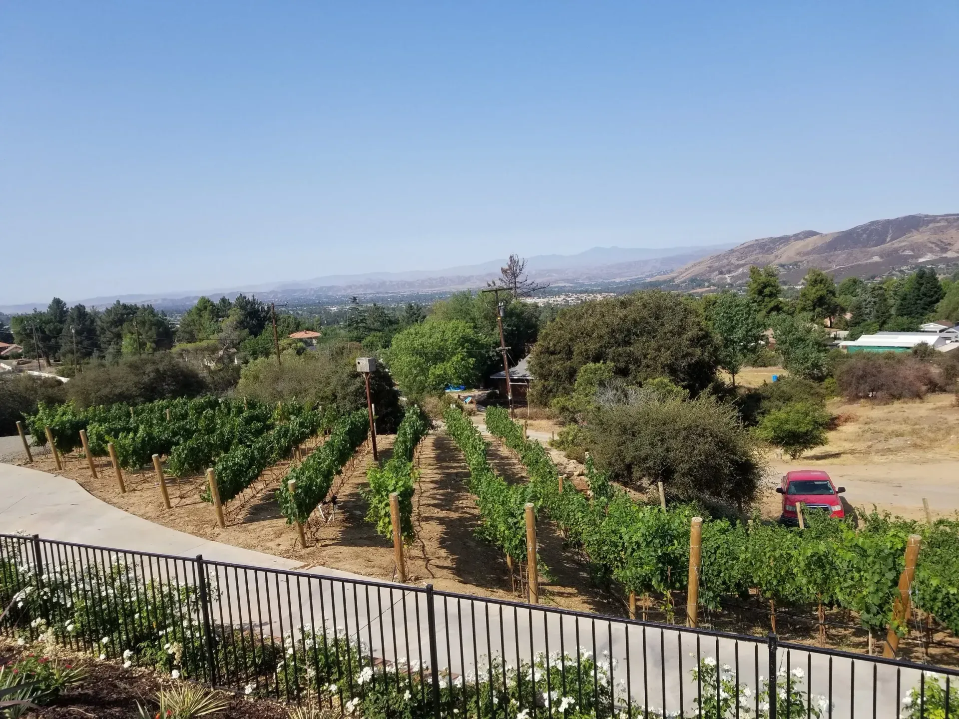 Vineyard with rows of grapevines, overlooking a valley with distant hills under a blue sky.