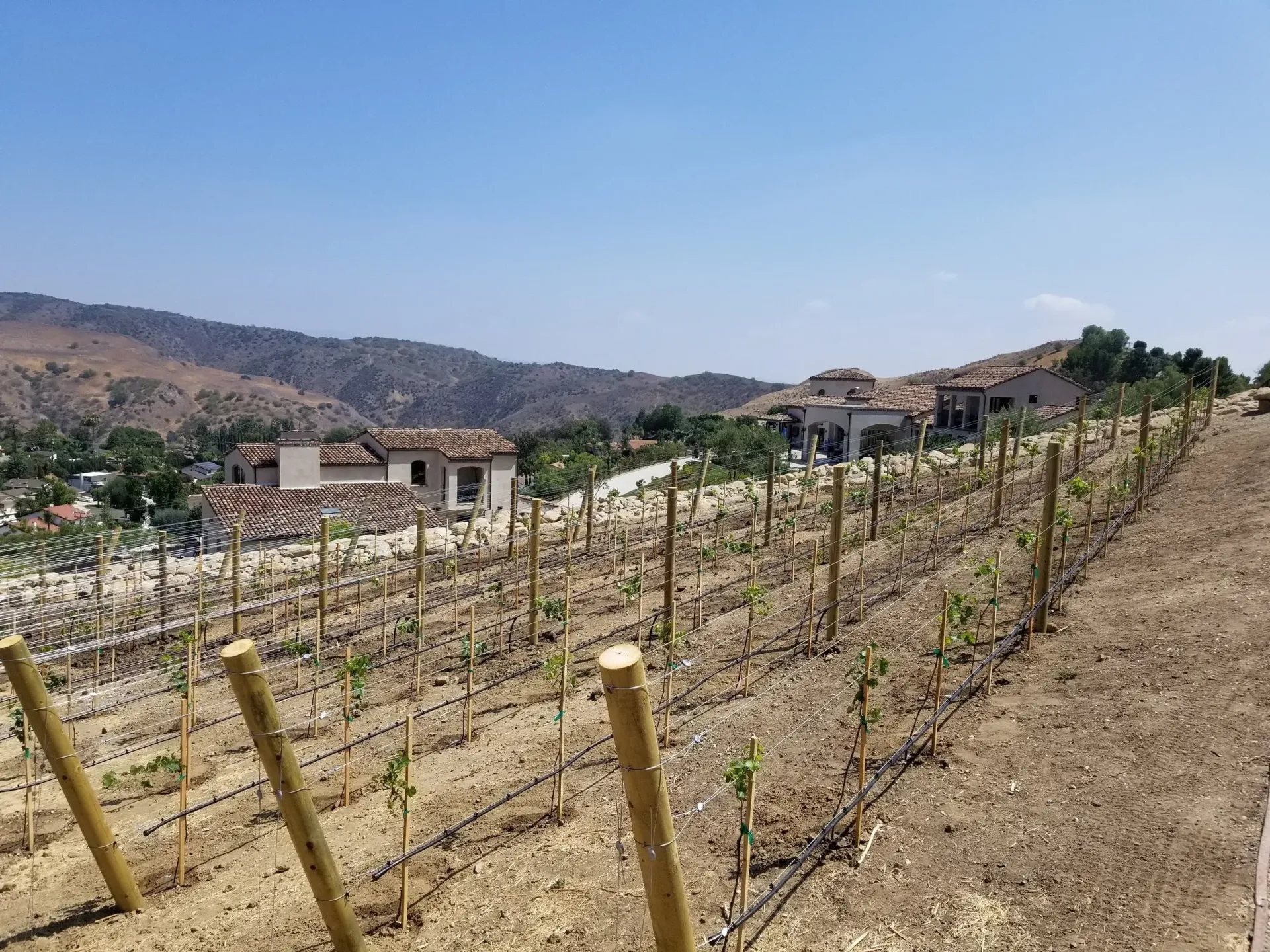 Vineyard with brown rows of plants, wooden posts, and a house on a hillside on a sunny day.