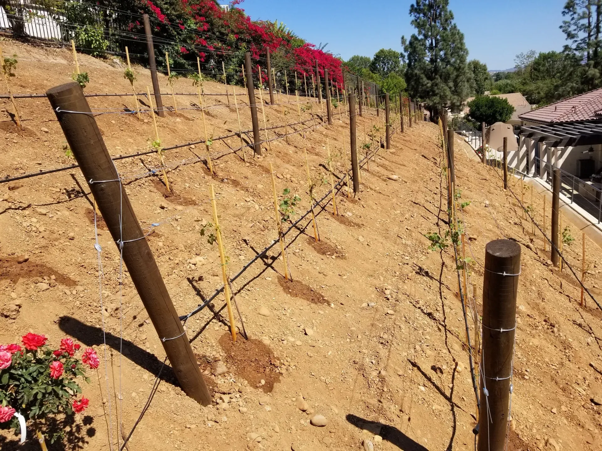 Vineyard on a hillside with brown posts, vines, and bare earth. Red flowers and house in the background.