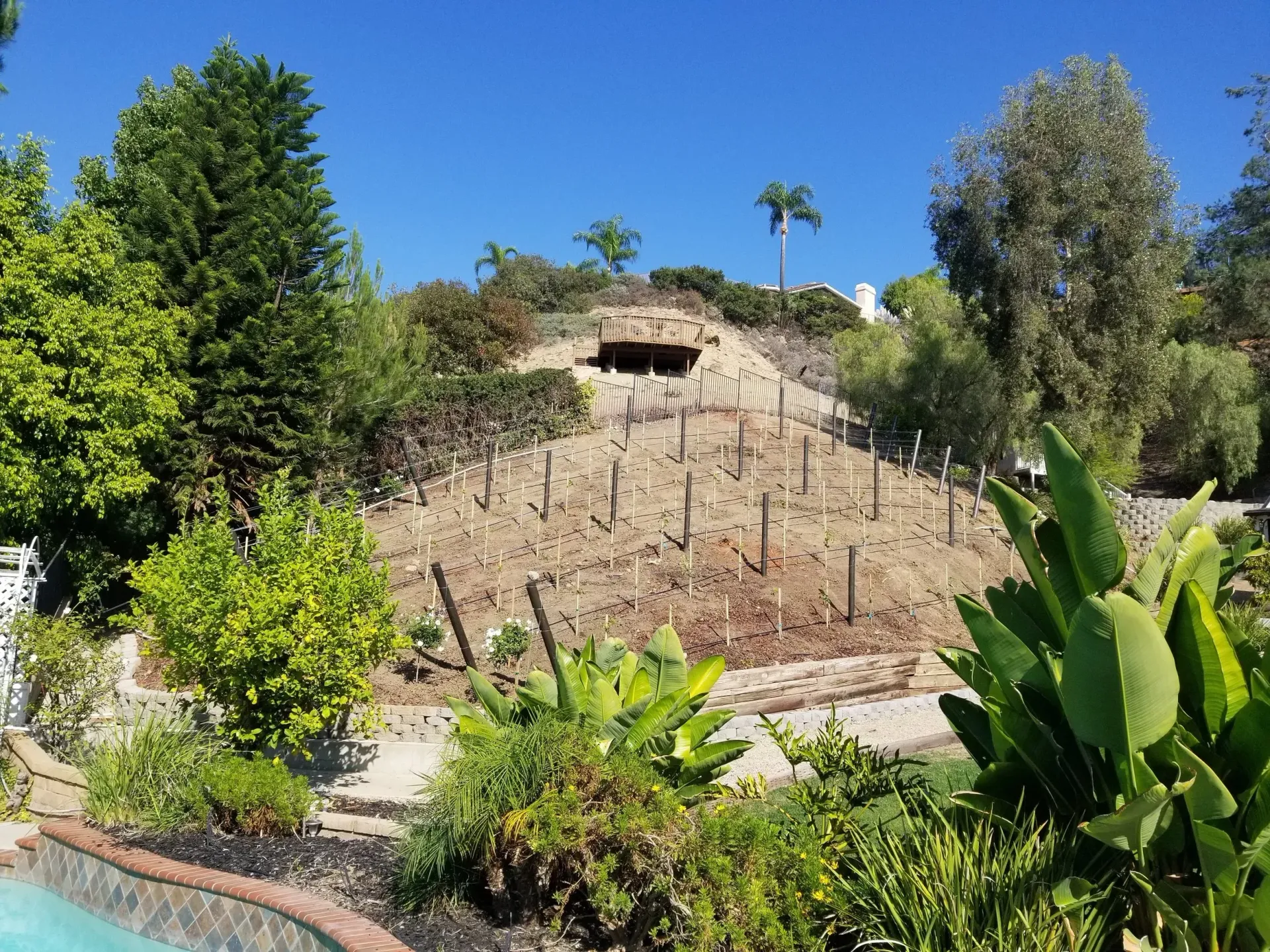 A terraced garden on a hillside with rows of young plants, under a clear blue sky.