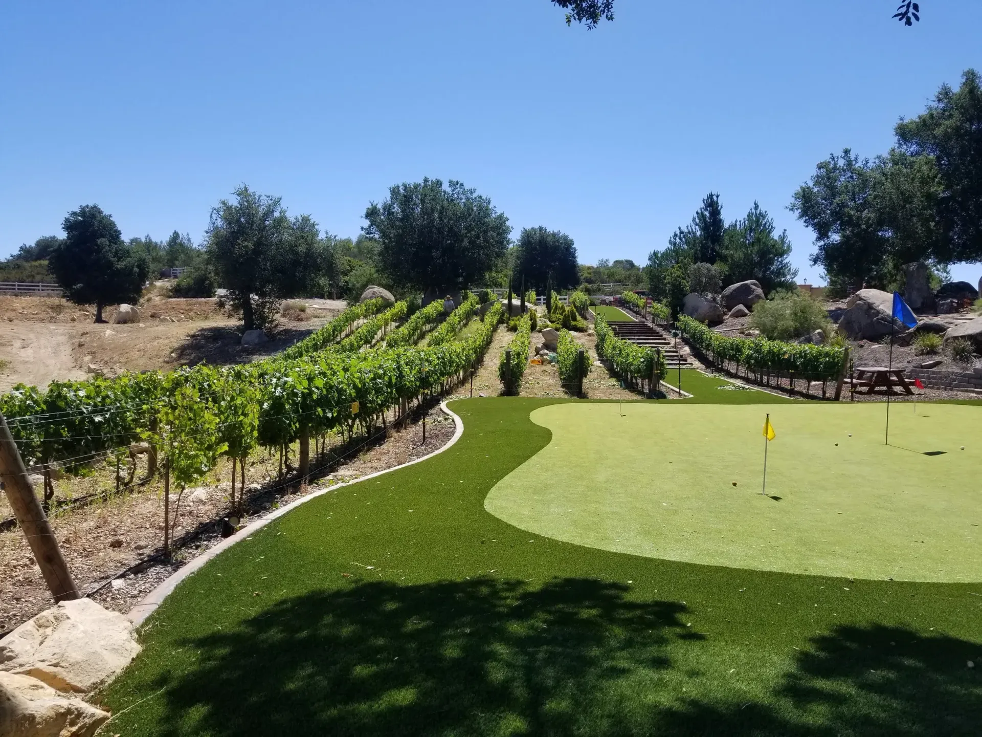 Vineyard and putting green on a sunny day. Green vines, turf, yellow flag.