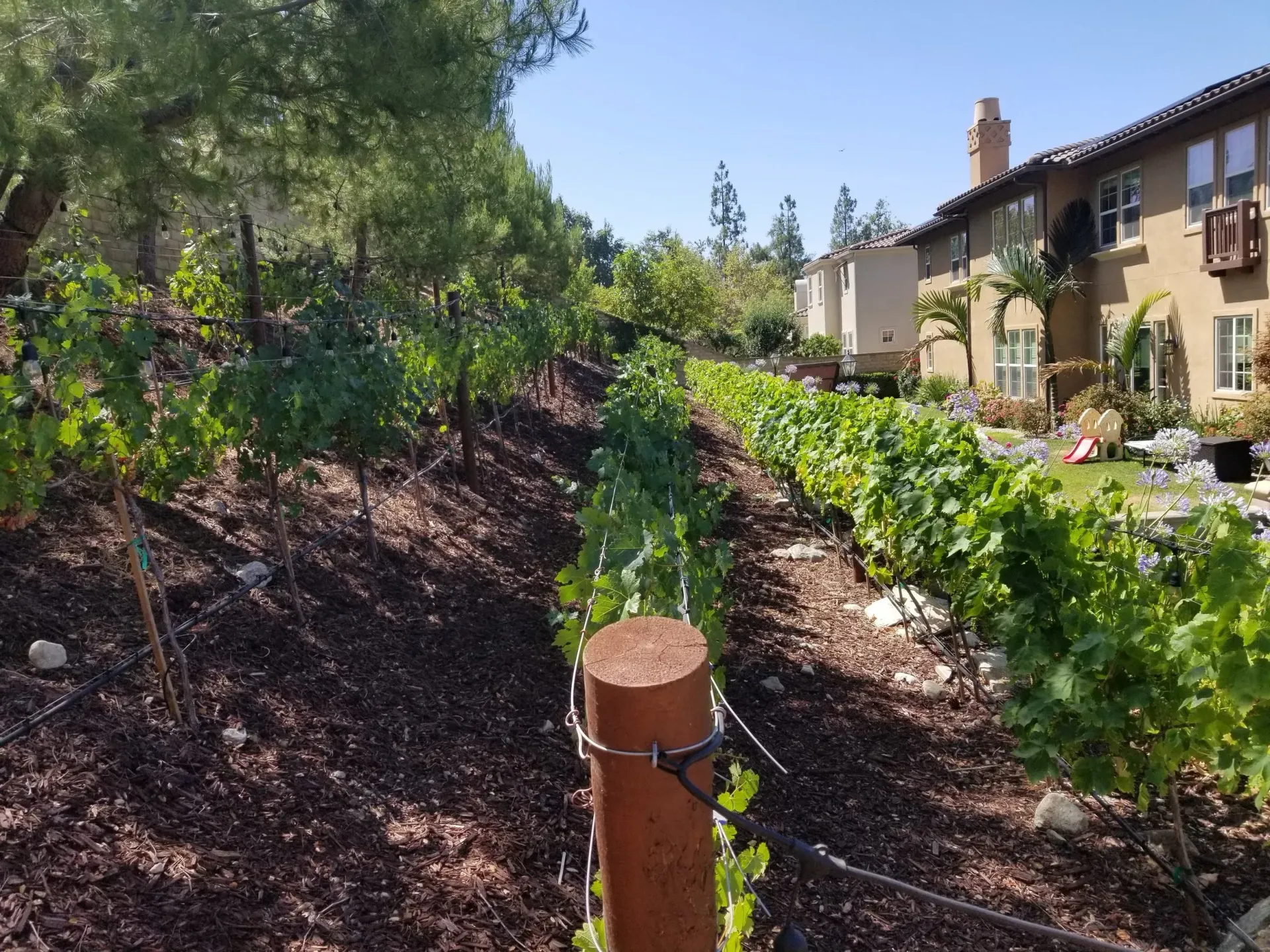 Vineyard with rows of grapevines, brown mulch, and a house in the background under a blue sky.