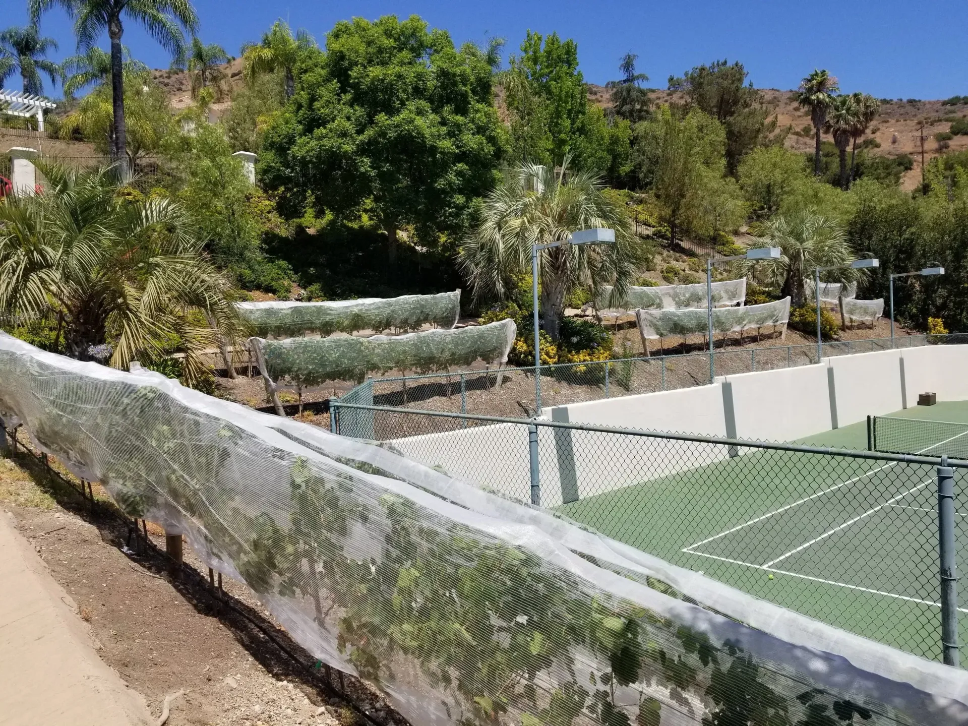 Tennis court and tiered landscaping with trees and netting.