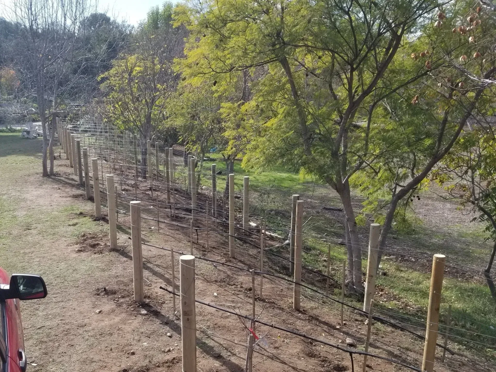 Rows of wooden posts and wires in a vineyard, with trees in the background.