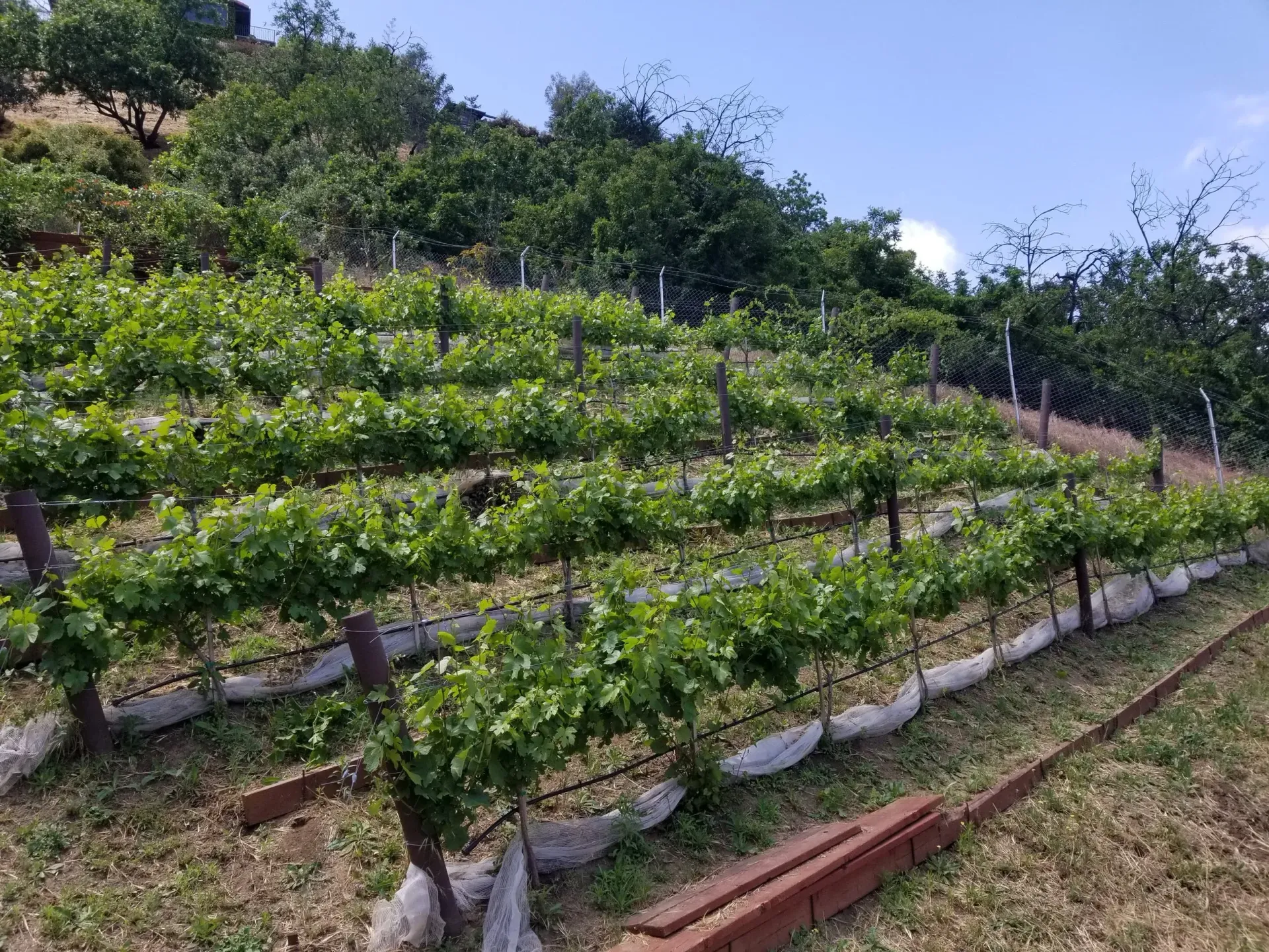 Vineyard on a hillside; rows of green grapevines with supporting posts and a blue sky.