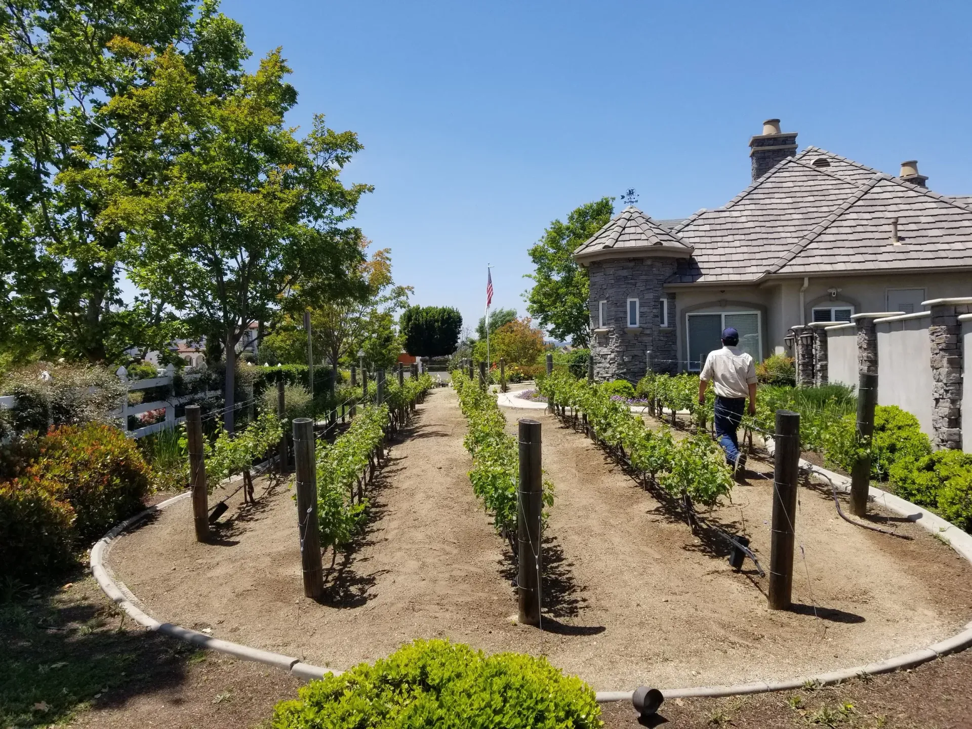 Man walking through a vineyard with a stone building on a sunny day.