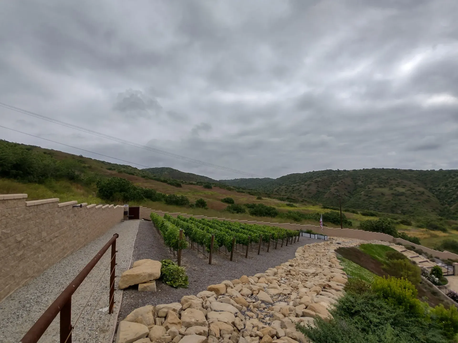 Vineyard with rows of grapevines, a stone wall, and overcast sky. Green hills in the distance.
