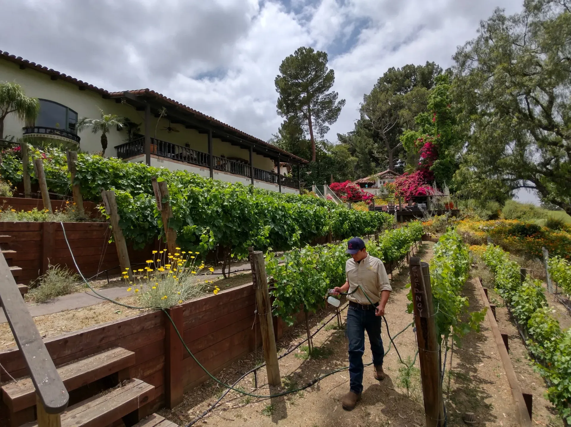 Man walks through vineyard rows towards a building with a balcony, under a cloudy sky.