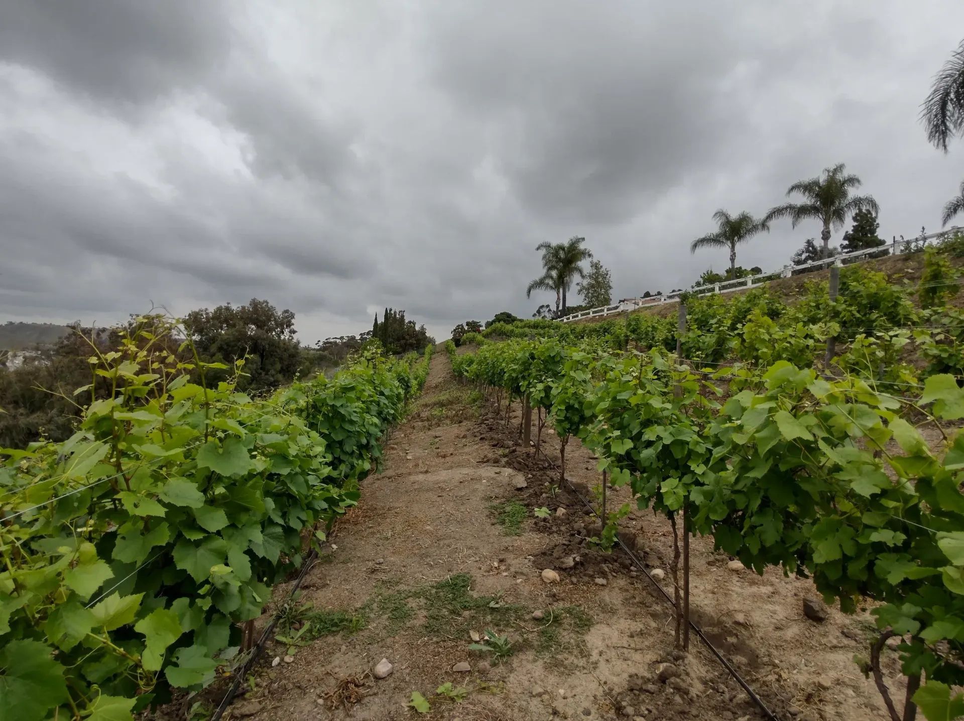 Vineyard rows under a cloudy sky with green grapevines and brown soil. Palm trees are visible.