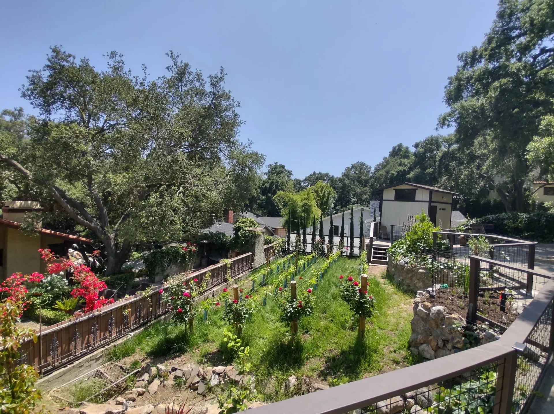 Sunny outdoor view of a garden with plants, trees, a building, and a blue sky.