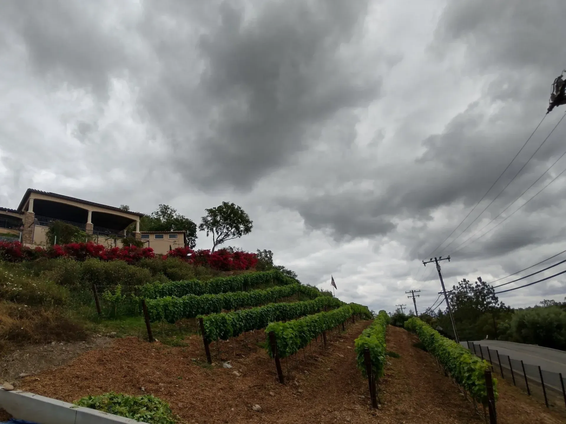 Vineyard on a hillside under a cloudy sky, with a building at the top and power lines visible.