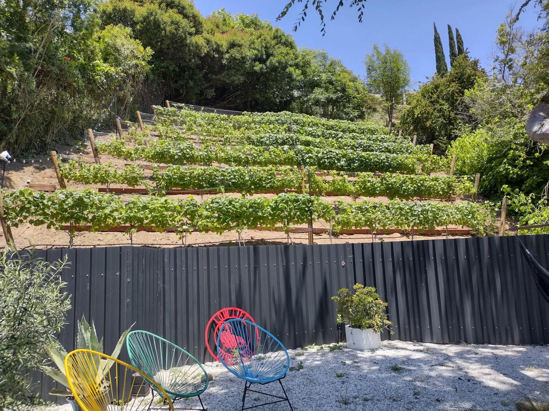 A tiered garden with rows of green plants on a hillside, colorful chairs below.