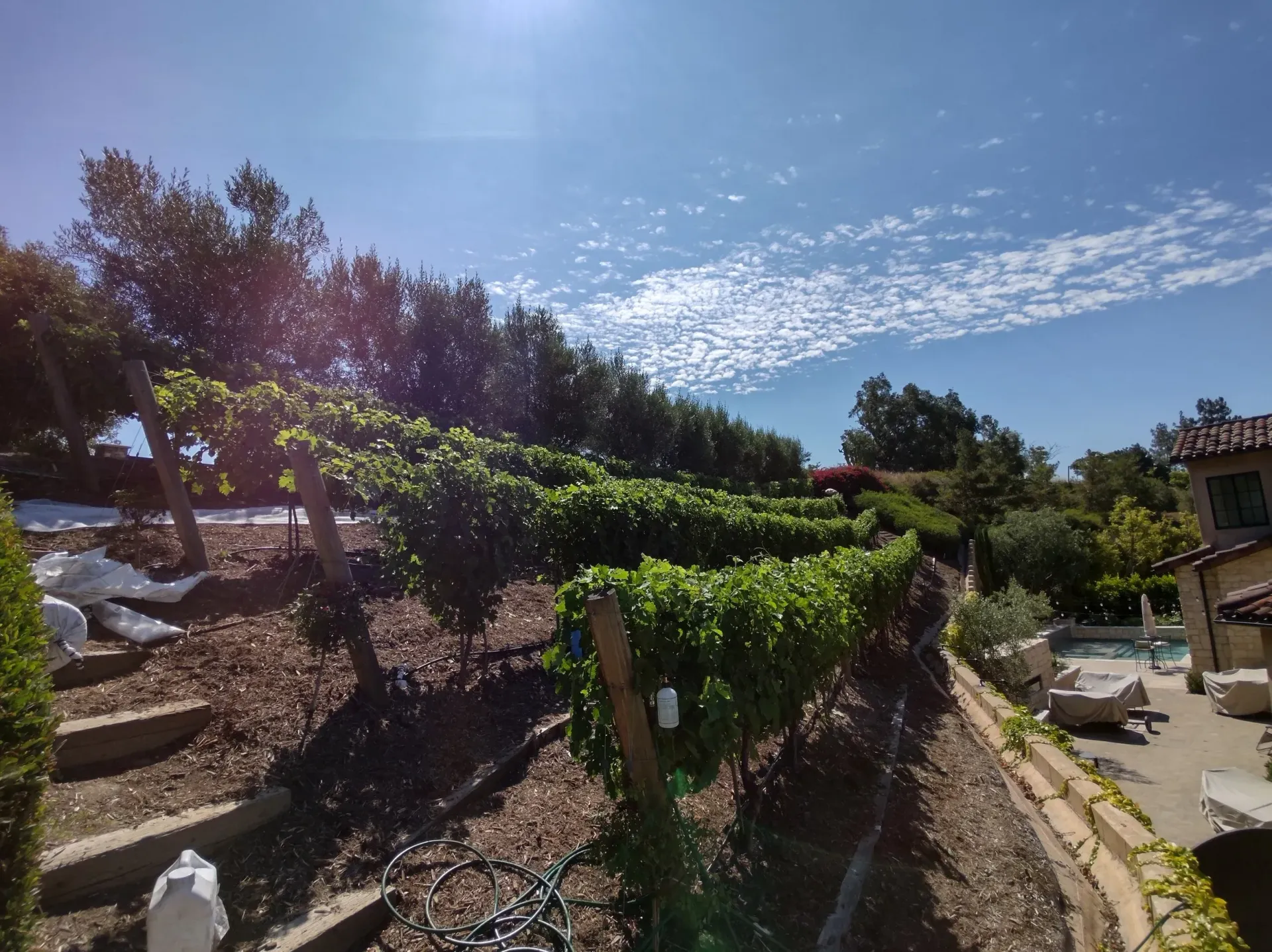 Vineyard on a hillside under a blue sky, with lush green vines and a glimpse of a house and pool.
