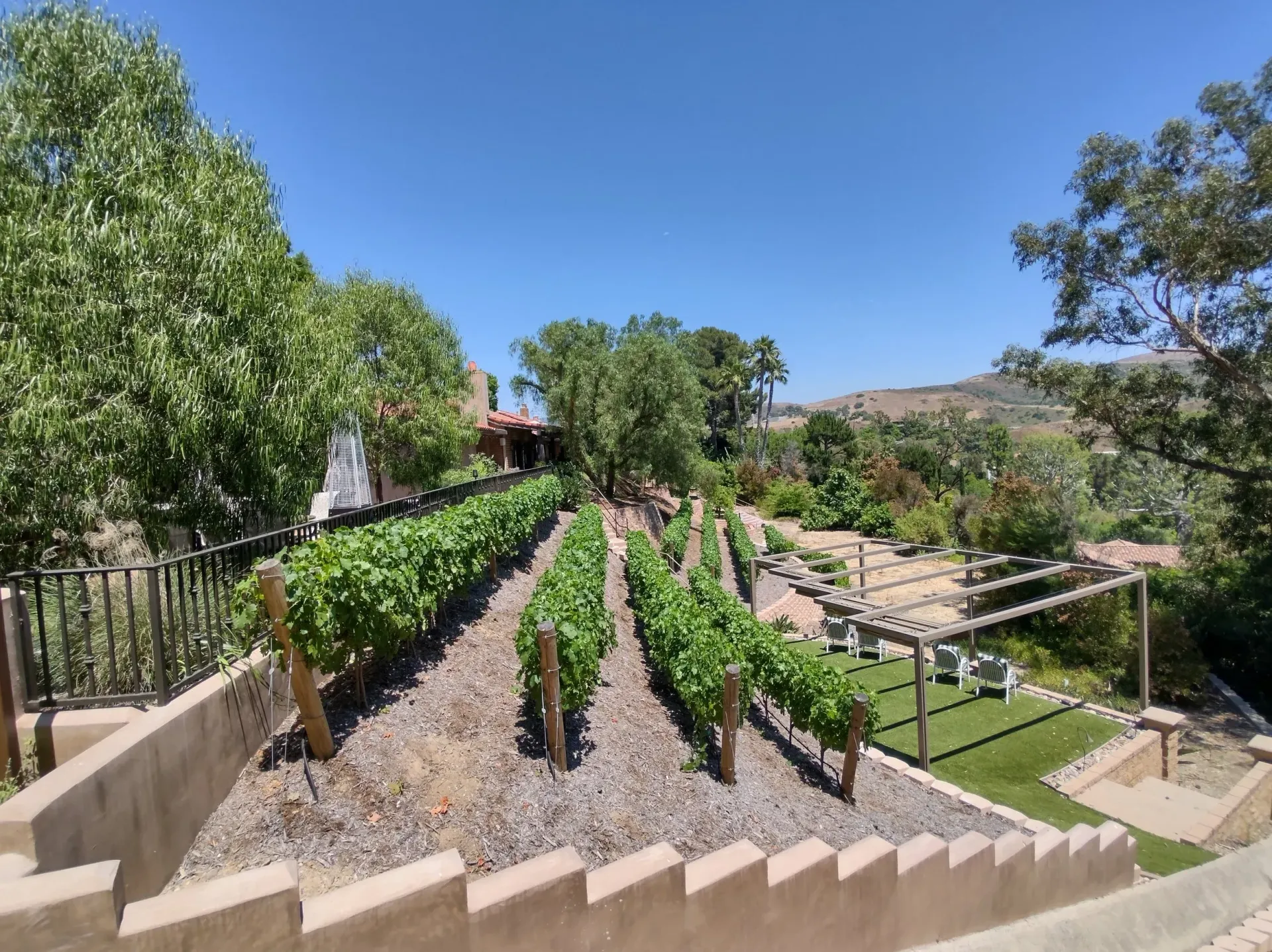 Vineyard on a sunny day. Rows of grapevines, green leaves, brown posts, a small seating area, and blue sky.