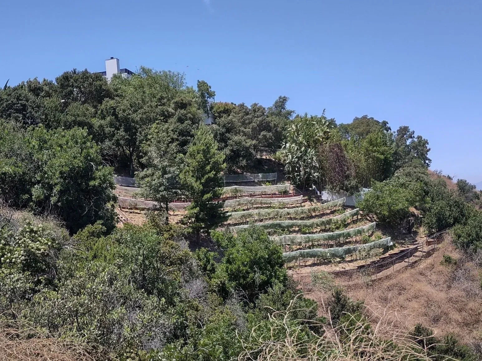 Terraced hillside garden with lush greenery and a building at the top, under a blue sky.