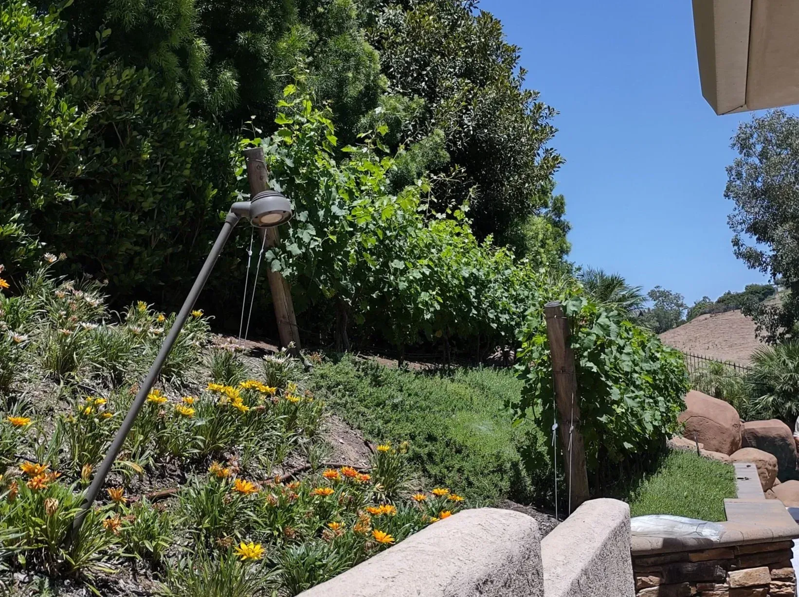 Garden with orange flowers, green plants, and a water feature on a sunny day.