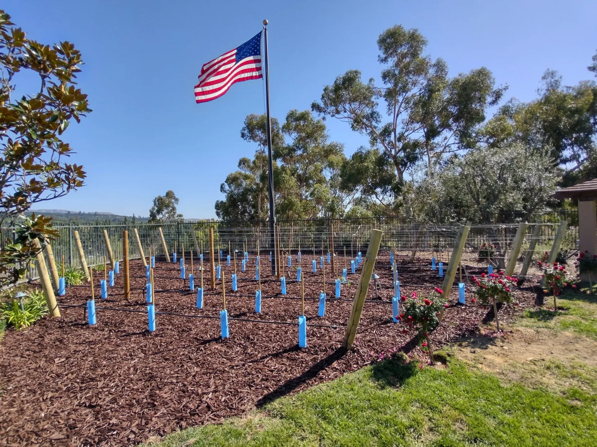 American flag waves over a garden with small trees protected by blue tubes and wooden stakes.