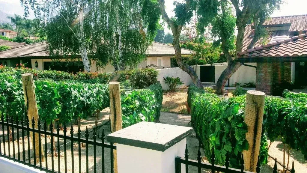 Vineyard in front of a house, with a black fence. Green vines, brown wooden posts.