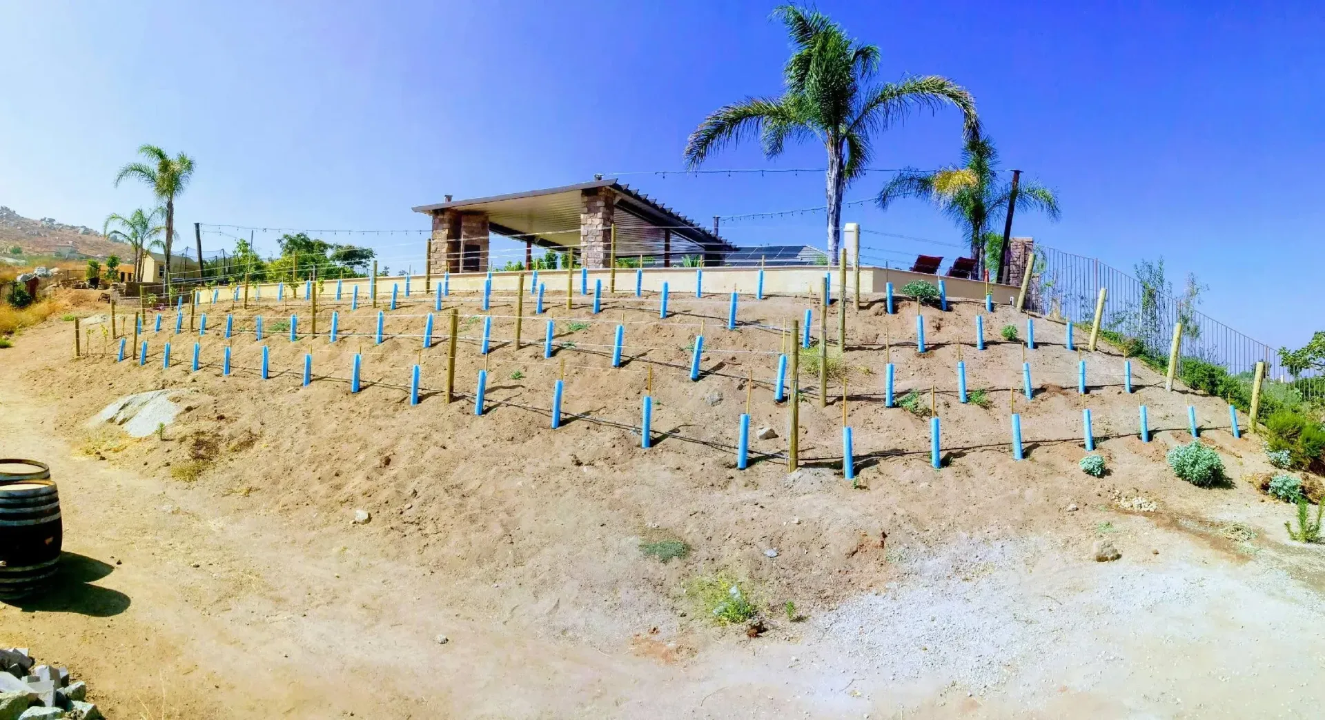 A sunny hillside with rows of young plants, a structure with a shaded patio, and palm trees.