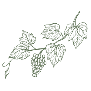 Green sketch of grape vine with leaves and bunch of grapes.