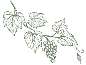 Green illustration of grape vine with leaves and a bunch of grapes.