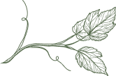 Green vine with leaves, detailed line art.