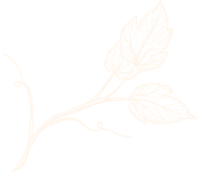 Delicate sketch of a plant stem with leaves, light brown on a white background.