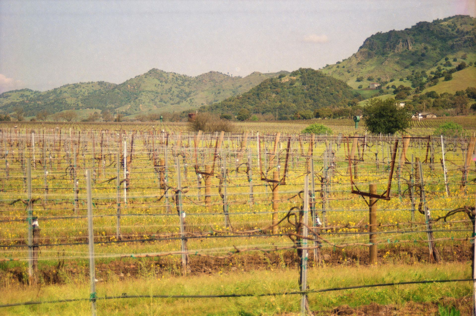 A dormant vineyard with bare grapevines on trellises, set against a backdrop of rolling green hills under a bright sky.