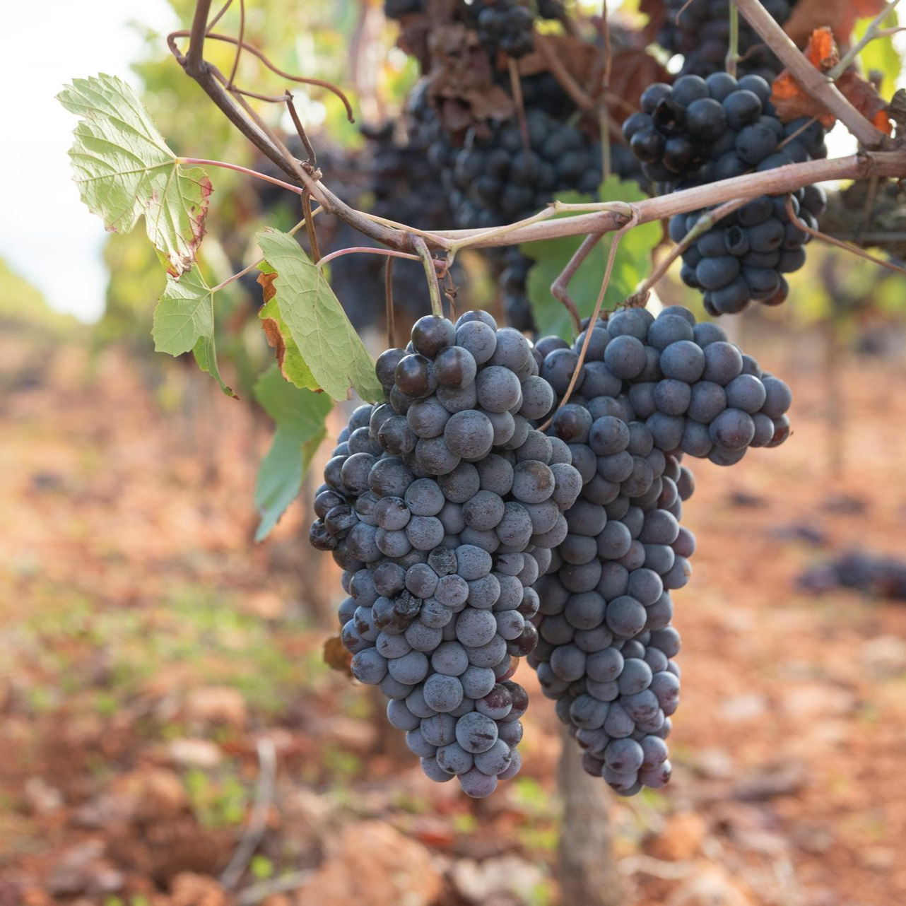 Dark purple grapes hanging on vines in a vineyard.