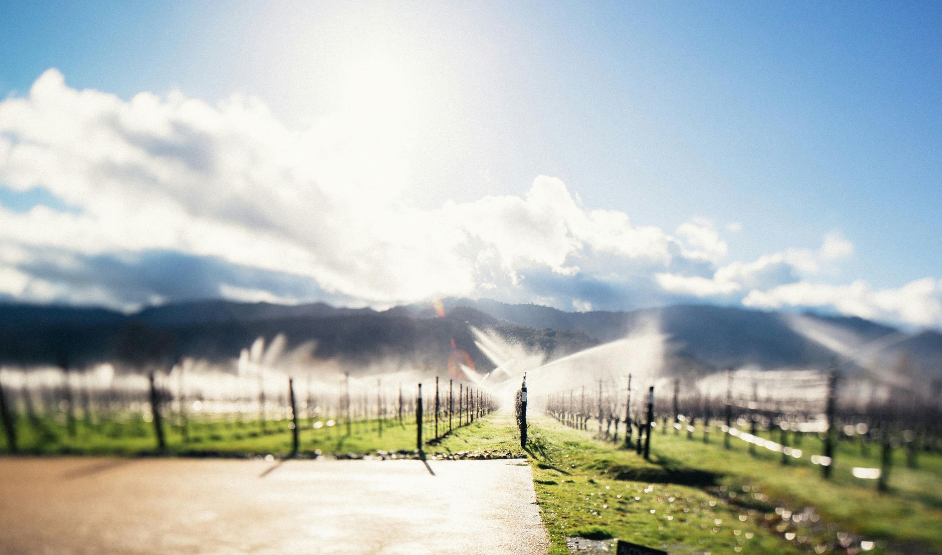 Sprinklers mist a vineyard in front of a mountain range under a bright, sunny sky.