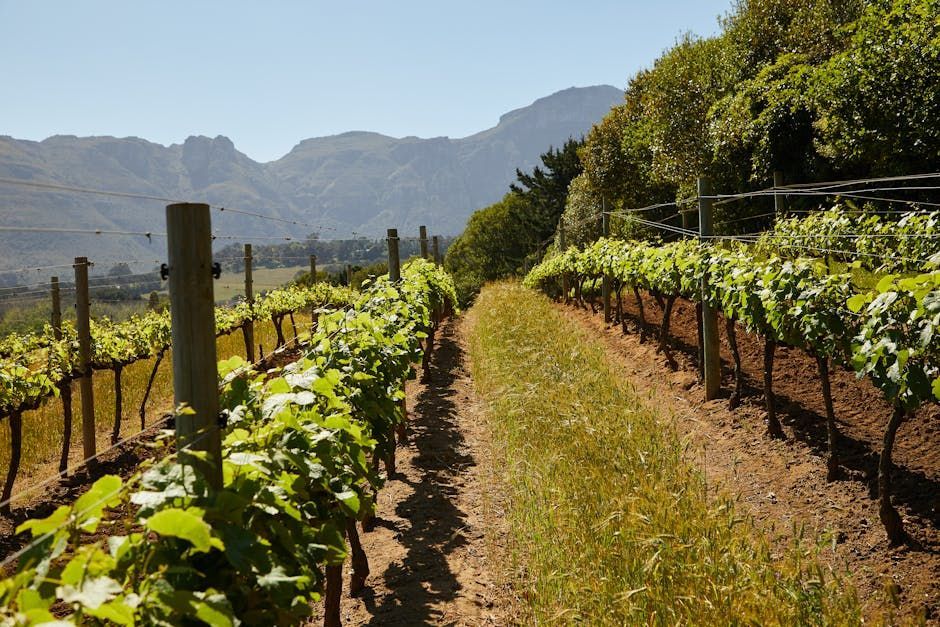 Vibrant green grapevines grow in neat rows along a dirt path, with a large, rugged mountain range in the distance.
