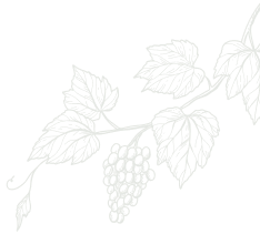 Vine branch with leaves and a bunch of grapes, light gray on white background.