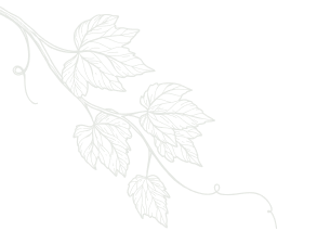 Vine branch with leaves, light outline on white background.
