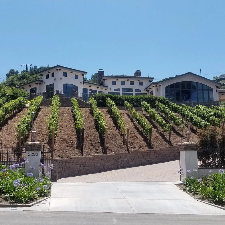 Vineyard with a white building on a hillside; rows of grapevines, clear blue sky.
