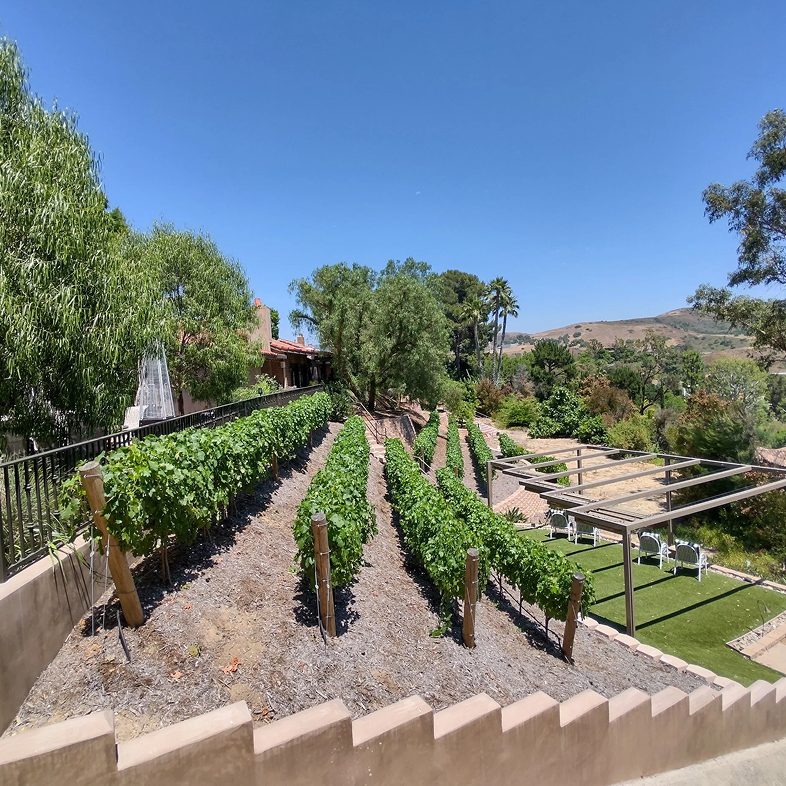 Rows of grape vines in a vineyard, sunny day, blue sky. Stone wall in foreground, trees, and buildings visible.