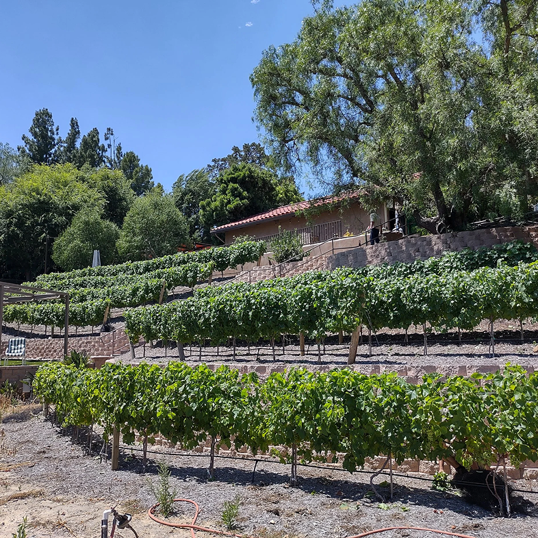 Vineyard on a hillside with rows of grapevines, a building, and trees under a clear, blue sky.