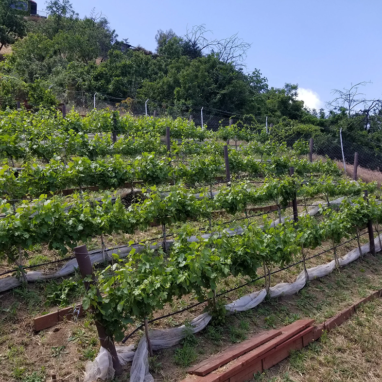 Vineyard on a hillside with rows of grapevines, green foliage, and blue sky.